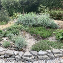 zonminnende planten op een zonnige plek